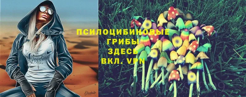 Псилоцибиновые грибы Psilocybe  цена наркотик  Салаир 